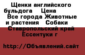 Щенки английского бульдога  › Цена ­ 60 000 - Все города Животные и растения » Собаки   . Ставропольский край,Ессентуки г.